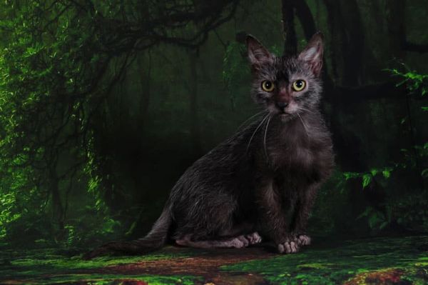 Lykoi : que savez-vous de cette race de "chat loup-garou" ?