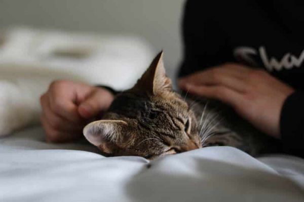 Ostéopathe pour chat : tout savoir sur ce métier encore peu connu