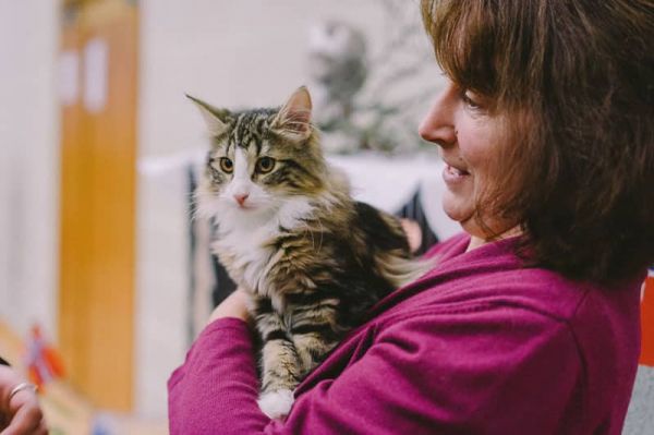 Toiletteur pour chat : tout savoir sur le métier toiletteur pour animaux
