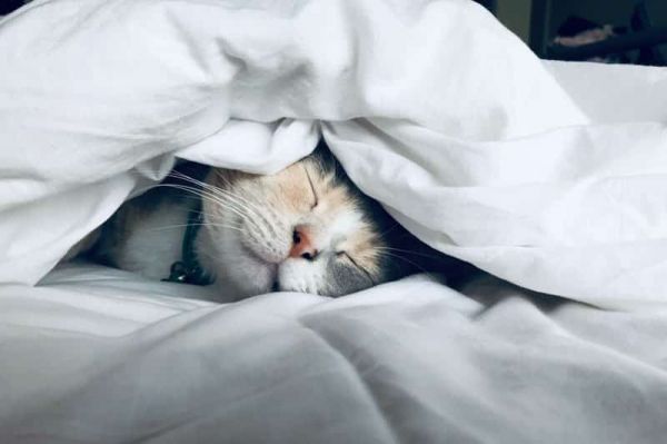 Comment adopter un chat ou chaton ? Par où commencer ?