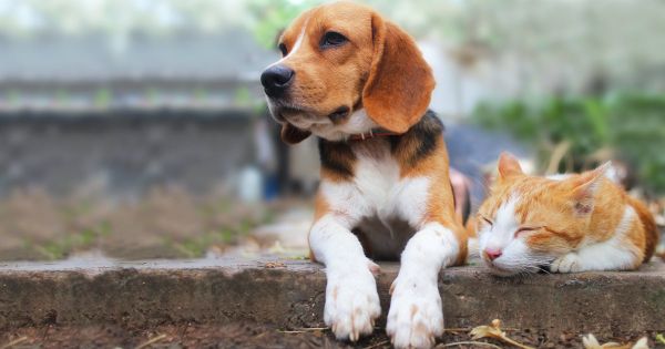 Le "certificat de connaissance" pour les propriétaires d'animaux validé par l'Assemblée