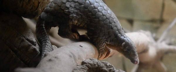 Nigeria: saisie de 8,8 tonnes d'écailles de pangolin et d'ivoire