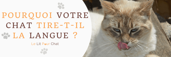 Chat qui Tire la Langue : Les Vrais Raisons
