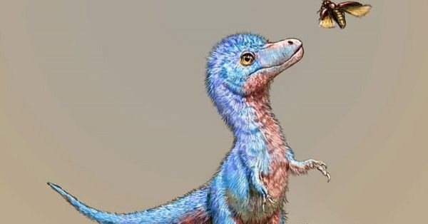 Des bébés tyrannosaures découverts en Amérique du Nord
