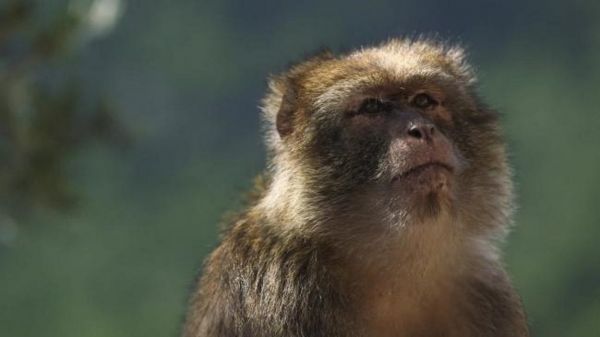 Tizi Ouzou : deux singes magots libérés par la gendarmerie à Tadmaït