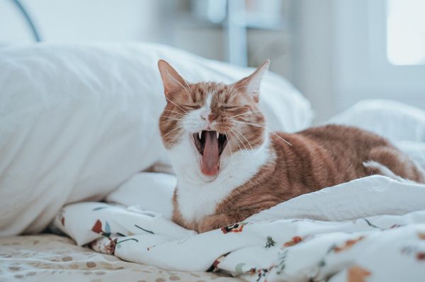 Comment donner un comprimé à son chat ?