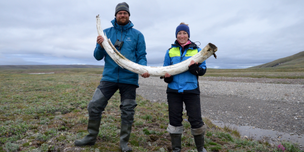 L'épopée des mammouths retracée grâce à l'ADN