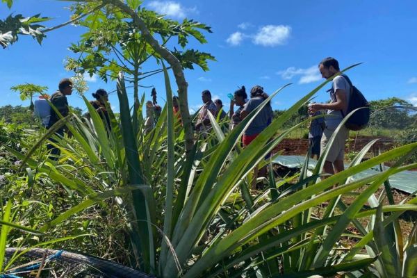 Une formation pour produire des ananas toute l'année à Wallis et Futuna
