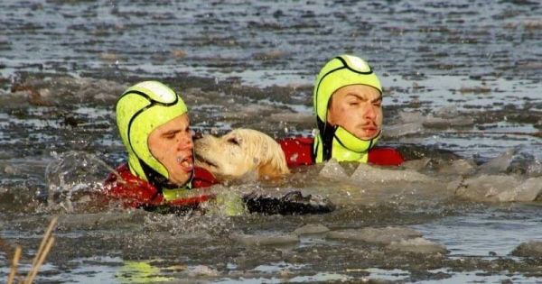 En Lorraine, des pompiers secourent un golden retriever tombé dans un lac gelé