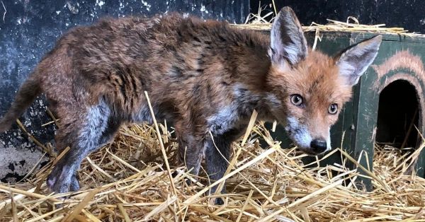 Covid-19 : ce pub irlandais se reconvertit en clinique pour animaux sauvages