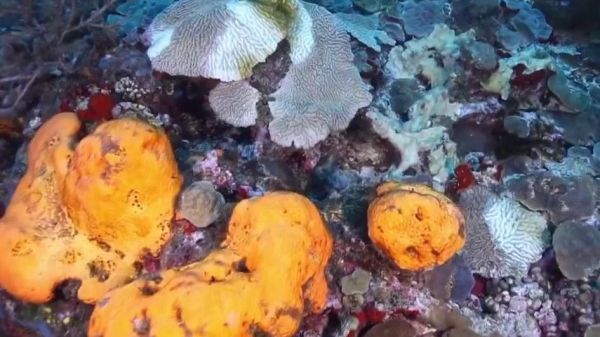 Environnement : en Martinique, des coraux attaqués par une bactérie mortelle