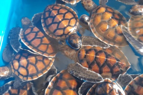 Futuna : un couple recueille et élève des bébés tortues