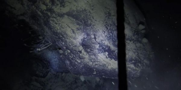 De mystérieuses éponges sous une barrière de glace antarctique