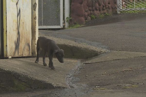 Chiens errants : Faaa passe à l'action