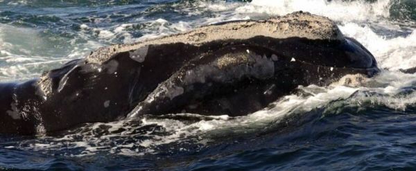 Protection des baleines noires: des ralentissements obligatoires recommandés