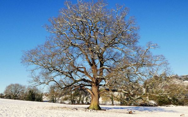 L'Espagne va cloner ses vieux chênes décimés par la neige