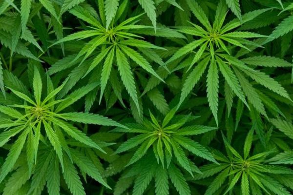 Vers la production de cannabis thérapeutique en Guadeloupe