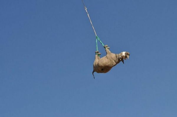 Pour déplacer les rhinocéros, l’hélicoptère est la meilleure option