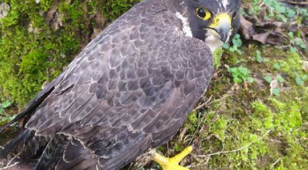 Lot : Un faucon pèlerin meurt après avoir été blessé par des plombs de chasse, la LPO porte plainte