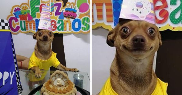 Ce petit chien est si heureux que les gens se sont souvenus de son anniversaire