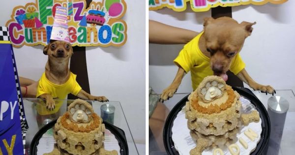 Ce chihuahua est si heureux que ses maîtres se souviennent de son anniversaire