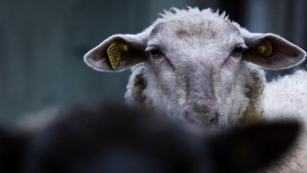 Délinquance : les agriculteurs à bout face à la multiplication des vols