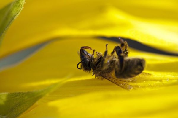 Abeilles empoisonnées au pesticide en Ariège : l'apiculteur remporte son combat contre BASF