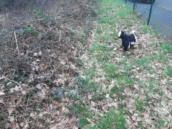 VIDEO Sarthe. Deux adorables petits boucs font leur arrivée à l'espace d'éco-pâturage de Moncé-en-Belin