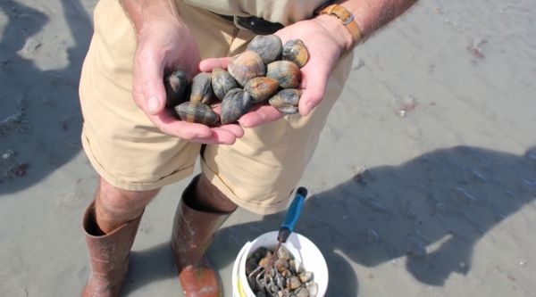 Morbihan : Deux pêcheurs interpellés en pleine nuit avec 220 kg de palourdes