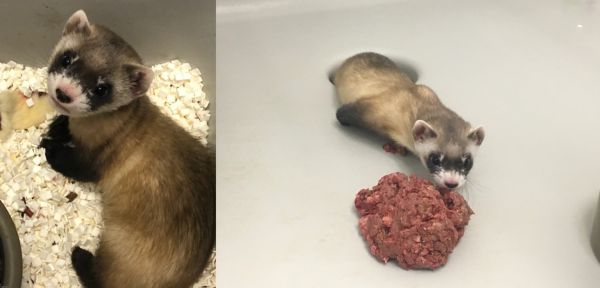 Un premier animal en voie de disparition cloné aux États-Unis