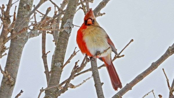 Étrangeté du vivant : le cas surprenant d'un oiseau à la fois mâle et femelle