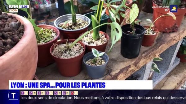 Lyon: un pépiniériste fonde la première "SPA" destinée aux plantes