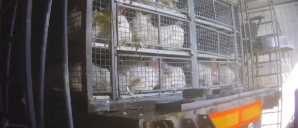 L'association L214 fait constater par un huissier et deux députés européens le non-respect de la réglementation sur le transport de dindes à l'arrivée de plusieurs camions à l'abattoir de [...]