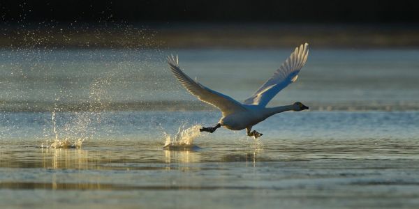 En France, plus de 2 400 espèces sont menacées d'extinction