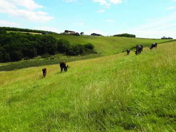 La Ferme du Hitton, la beauté du lait