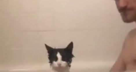 Ce chat n'a pas du tout apprécié son bain surprise