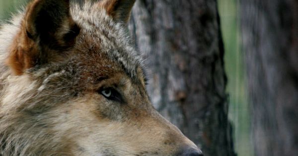 Animales ou végétales, 20% des espèces sont menacées en France
