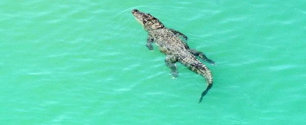 Évasion de crocodiles: la police sud-africaine sur les dents