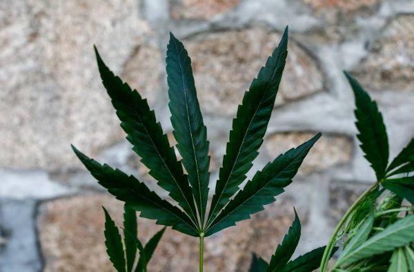 Le cannabis thérapeutique va être expérimenté : comment et pour qui ?