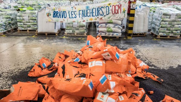 Aude : des "faucheurs" d'OGM détruisent des centaines de sacs de semences