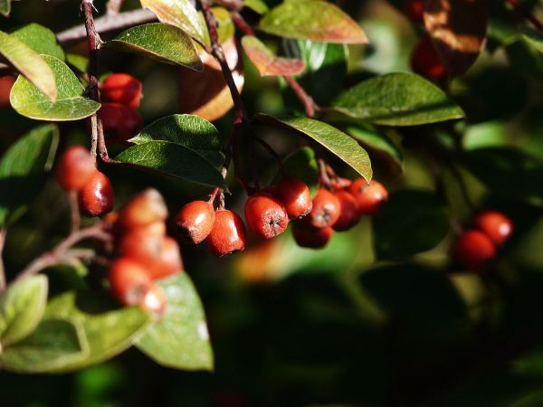 Cette “super-plante” est capable d'absorber la pollution près des routes