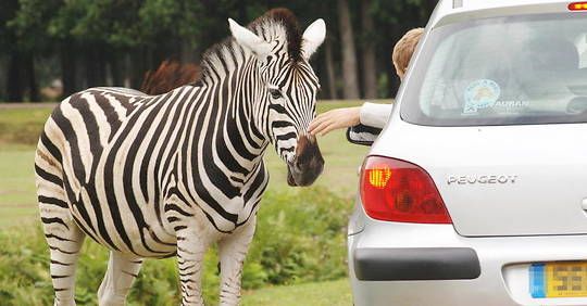 Dormir au zoo de Thoiry sera bientôt possible 