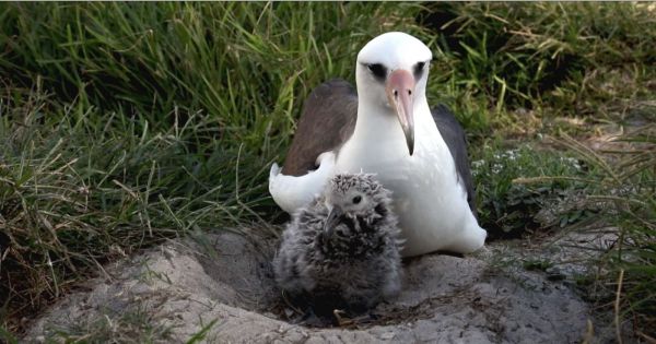 VIDÉO. À 70 ans, l’albatros Wisdom, plus vieil oiseau sauvage connu, a eu un nouveau poussin