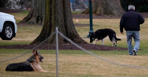 Les chiens de Biden renvoyés de la Maison-Blanche