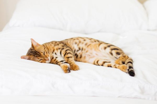 Mon chat au quotidien : le guide pour tout savoir sur son félin