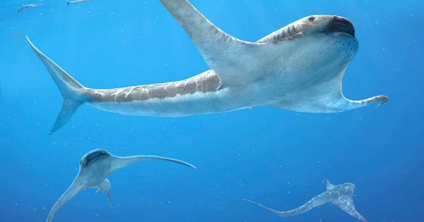 D'étranges requins aigles nageaient dans les mers du Crétacé
