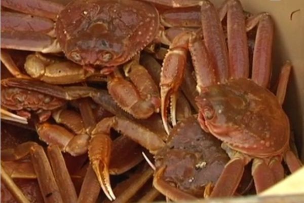 Crabe des neiges : des quotas importants pour la saison 2021 à Saint-Pierre et Miquelon