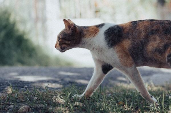 L'identification du chat est à la fois obligatoire et indispensable