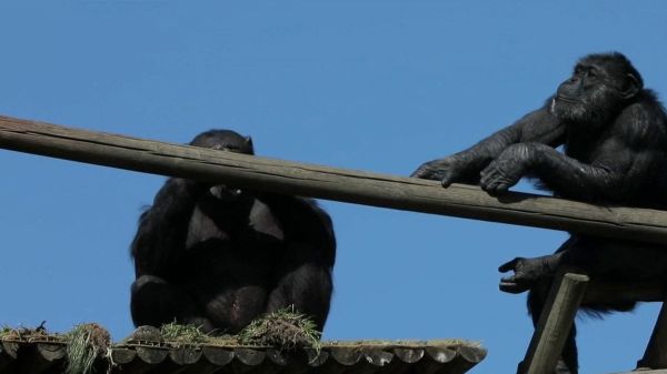 Covid-19 : les zoos en difficulté financière