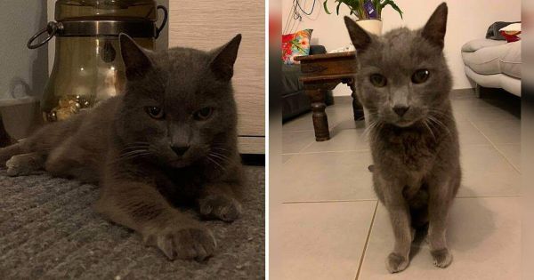 Lorraine : abandonné peu de temps après ses 20 ans, le chat Gribouille a retrouvé un foyer